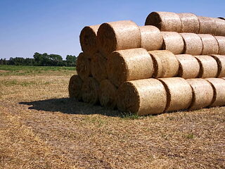 manhandle her tits near straw