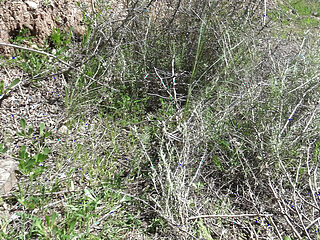 OMG!!! Real voyeur runs away after I start pissing from my hairy pussy