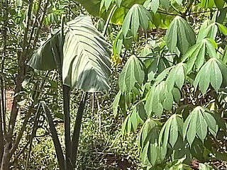 Be Quick so No One Will Catch Us(the Making)