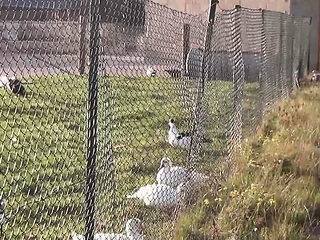 German Farmer Fucks Big Tits Mature On The Farm